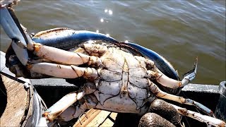 How to Catch Black Crabs  Trotline Crabbing  Razor Clams [upl. by Martie]