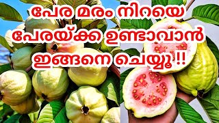 പേര മരം നിറയെ കായിക്കാൻmore yeild from guva plant malayalamfruits plant malayalamkrishi malayalam [upl. by Annavoj]