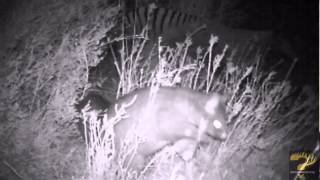 TRU April 2014 Expedition  Thylacine Tasmanian tiger as a threat [upl. by Annad]