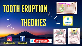 Theories of Tooth Eruption  Root formation  Bone remodelling  Vascular  Ligament Traction Theory [upl. by Ailito]