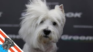 Westie grooming guide  My favourite dog [upl. by Aniat319]