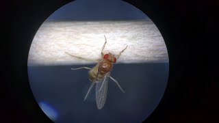 Video protocol for propagating Entomophthora muscae in living Drosophila [upl. by Akiram]