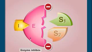 Questce que linhibition non compétitive dune enzyme [upl. by Bal388]