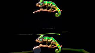 Chameleons can change their colours ytshorts animals [upl. by Aicertal]