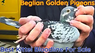 Belgian Golden Pigeons The Best Kittel Racing Pigeon Bloodline For Sale [upl. by Salaidh798]