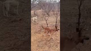 Bocapreta sertanejo é uma variedade regional de cães nativos da região nordeste do Brasil cao [upl. by Maddeu]