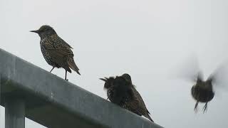 Common Starling Sturnus vulgaris Landtong Rozenburg ZH the Netherlands 10 Nov 2024 15 [upl. by Alejo149]