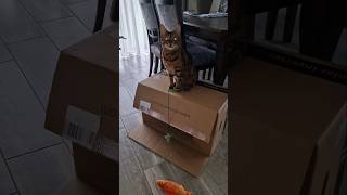 The cat isfishing quot🎣😺 Katinas žvejojaquotcat catshorts funnyvideo [upl. by Ephrayim]