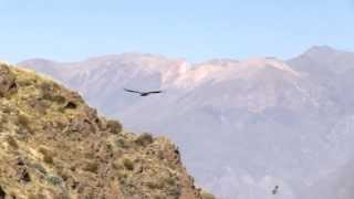 Colca Canyon Peru  Flight of the Condor [upl. by Tara557]