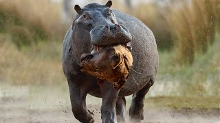 Hippo Crushes The Lions Skull in Vengeance For His Mother [upl. by Eenal]