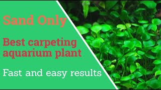 Best carpeting aquarium plant for sand  No fertile substrate [upl. by Aurelius]