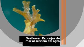 Seaflower Esponjas de mar al servicio del agro  Azul Profundo [upl. by Conway]