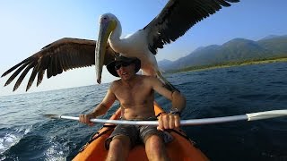 GoPro Pelican Learns To Fish [upl. by Purse506]