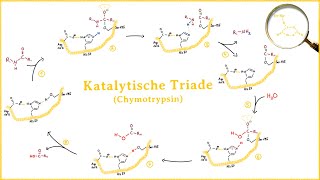 Die katalytische Triade am Beispiel Chymotrypsin [upl. by Lemmie461]