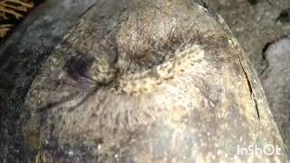 gypsy moth caterpillar🐛chinkychannelrx1ch [upl. by Ziguard]