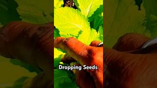 Drop Your Seeds The World has Changed Im Changing with it ‼️youtubeshorts changes seeds [upl. by Suoiluj]