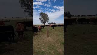 Conectividad que genera resultados Comercializamos Gordo Invernada Cria Fernando Muñoz 2396519667 [upl. by Duong]