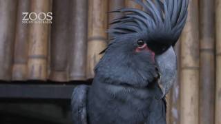 Palm Cockatoo Chick at Adelaide Zoo [upl. by Oinoitna]