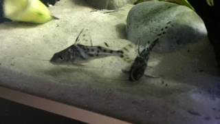 Pictus catfish [upl. by Liesa]