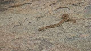 Echis carinatus  Saw Scaled Viper  Chinna pinjara [upl. by Marasco]