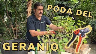 PODAR GERANIOS ✂️​ Mariposa del geranio 🦋​👨‍🌾​ Jardinatis [upl. by Odrareve]