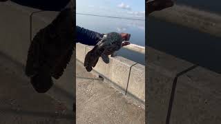 A big toad fish fishing nyc fish toadfish jamaciabayqueensny bridgefishing cool animals [upl. by Ellen266]