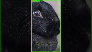 Meet the Worlds Biggest Bunnies  Flemish Giant Rabbit  French Lop  Rabbit Care shorts [upl. by Jameson]