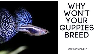 Why Won’t My Guppies Breed [upl. by Aicnatsnoc]