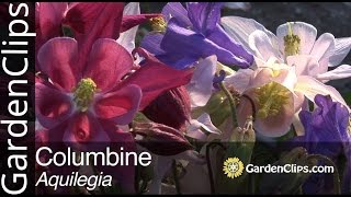 Columbine  Aquilegia species  How to grow Columbine flowers [upl. by Trefor]