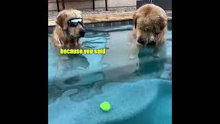 Goldens vs Tennis ball [upl. by Manon273]