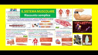 💪IL SISTEMA MUSCOLARE 1 funzioni muscoli tessuto muscolare liscio striato e cardiaco [upl. by Boesch]