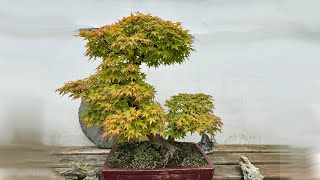 Acer palmatum [upl. by Spearing]