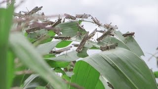 Biopesticides for Locust Control [upl. by Estelle]