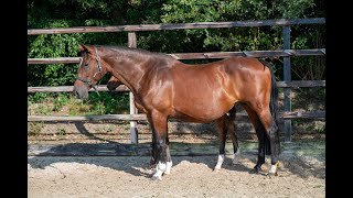 Fleur Padinus x Burggraaf  Broodmare 2010 in foal to Mosito vh Hellehof [upl. by Mcneil543]