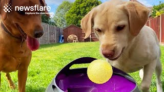 Labradors Have Crazy Fun With Ball Launcher  Newsflare [upl. by Angelle]