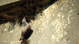 Wallcreeper  tichodrome  Mauerläufer  4 [upl. by Hayashi]