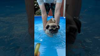 Can pugs swim pug swimming [upl. by Odine]