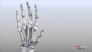 Hand Anatomy Animated Tutorial [upl. by Aekin]