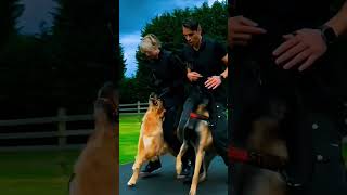 k9 dog dogtraining trending  tactical [upl. by Templer]