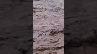 Floods in Zagora today in Morocco [upl. by Noruq]