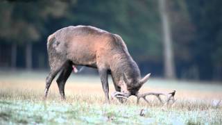 Hirschbrunft im Sauerland [upl. by Euqinwahs442]