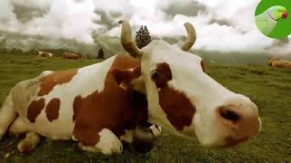 COW VIDEOS COWS GRAZING IN A FIELD COWS MOOING  Cow Video [upl. by Annairdua560]