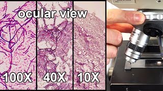 How to Focus a Microscope amp How the Field of View Changes [upl. by Vary888]