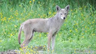 Coyote howl [upl. by Guenzi]