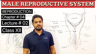 Male Reproductive System ll Class 12 Biology [upl. by Eidob]