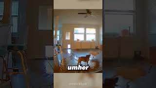 Ihre Hunde haben das HAUS ÜBERFLUTET 🤣😳 [upl. by Hayyim]